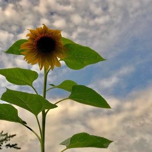 Meet your Posher, Mindy